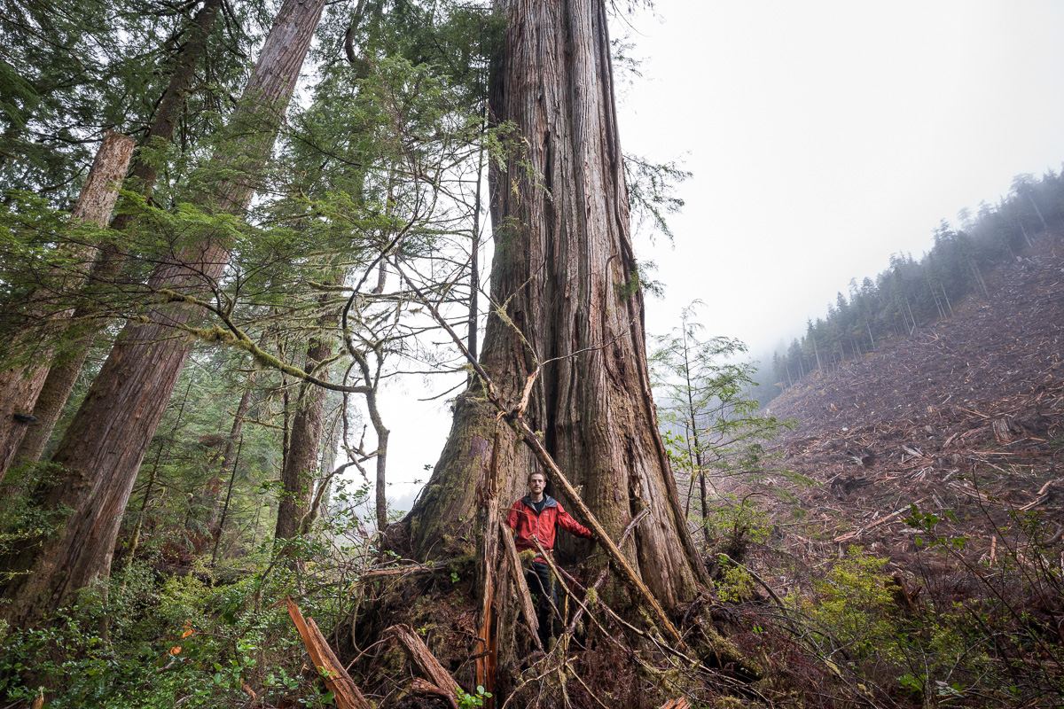 Old-growth logging in 2017 - Edinburgh Mt