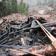 Old-growth forest clearcut new Port Renfrew on Vancouver Island