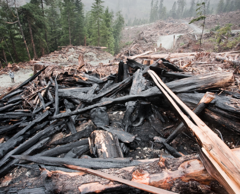 Old-growth forest clearcut new Port Renfrew on Vancouver Island