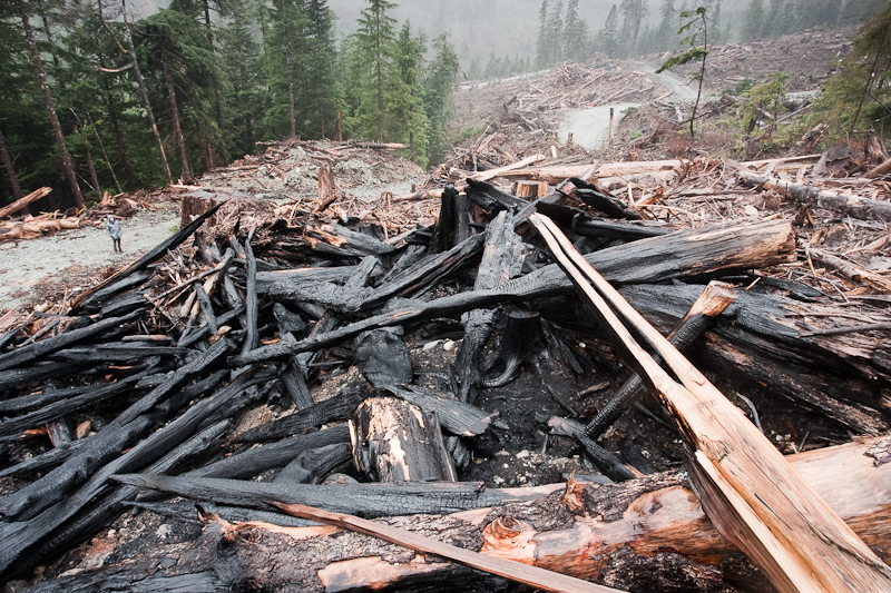 Old-growth forest clearcut new Port Renfrew on Vancouver Island