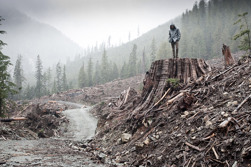 Old-growth clearcut near the Avatar Grove in the Gordon River Valley.