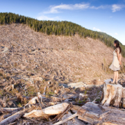 The last of BC's old-growth forest continues to be targeted by logging companies like this example on southern Vancouver Island.