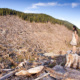 The last of BC's old-growth forest continues to be targeted by logging companies like this example on southern Vancouver Island.