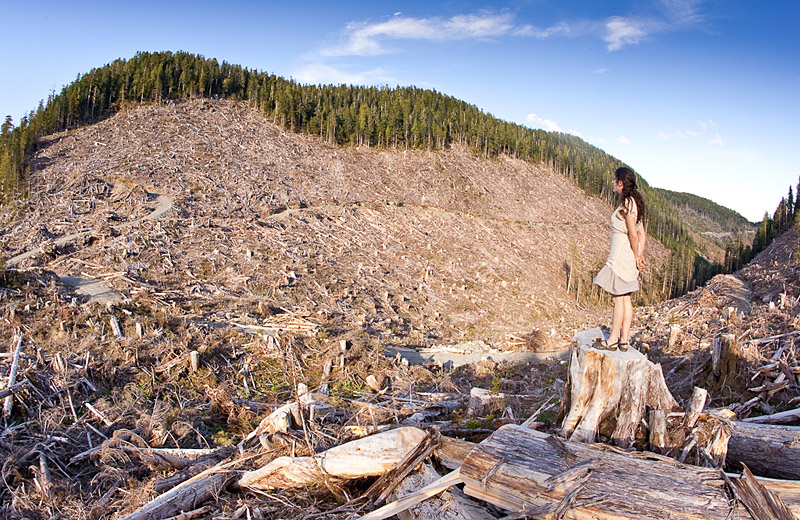 The last of BC's old-growth forest continues to be targeted by logging companies like this example on southern Vancouver Island.