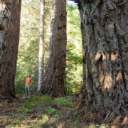 Ancient Forest Alliance campaigner and photographer TJ Watt stands among towering old-growth Douglas-fir trees in Metchosin.
