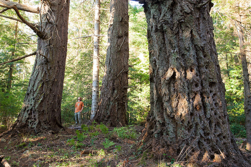 Ancient Forest Alliance campaigner and photographer TJ Watt stands among towering old-growth Douglas-fir trees in Metchosin.