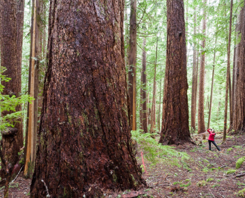 Port Alberni Watershed Forest-Alliance's Jane Morden stands amongst old-growth Douglas-fir trees in the Cameron Valley Firebreak