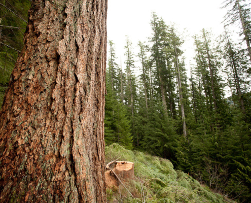 Cameron Valley Firebreak