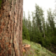Cameron Valley Firebreak