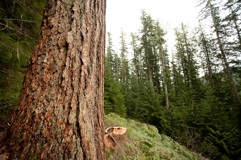 Cameron Valley Firebreak