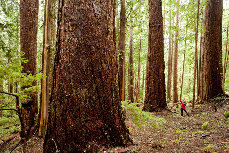 Local Port Alberni resident and Watershed-Forest Alliance coordinator Jane Morden (red shirt) hikes amongst some of the giant old-growth Douglas-fir trees found in the endangered Cameron Valley Firebreak.