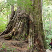 The unprotected Castle Giant in the Upper Walbran Valley