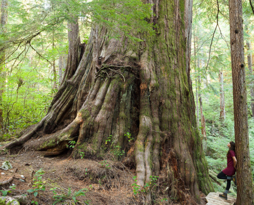 The unprotected Castle Giant in the Upper Walbran Valley
