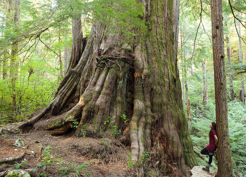 The unprotected Castle Giant in the Upper Walbran Valley