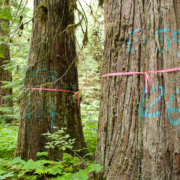 Gary Murdoch stands beside flagged redcedar trees in the Cathedral Grove Canyon. Environmentalists are calling on the government to create a BC Park Acquisition Fund which would help purchase old-growth forests and sensitive ecosystems on private lands.