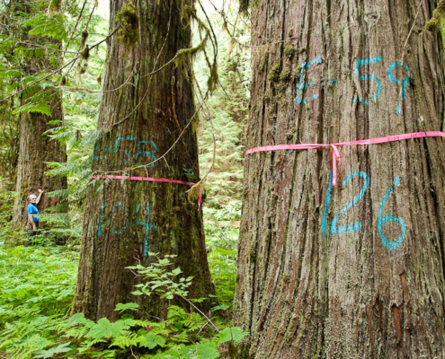 Gary Murdoch stands beside flagged redcedar trees in the Cathedral Grove Canyon. Environmentalists are calling on the government to create a BC Park Acquisition Fund which would help purchase old-growth forests and sensitive ecosystems on private lands.