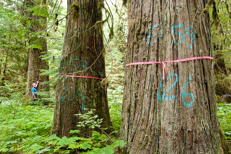 Gary Murdoch stands beside flagged redcedar trees in the Cathedral Grove Canyon. Environmentalists are calling on the government to create a BC Park Acquisition Fund which would help purchase old-growth forests and sensitive ecosystems on private lands.