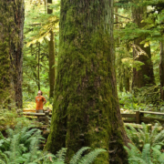 Ancient Forest Alliance campaigner and photographer TJ Watt stands amongst giant trees along a trail in Cathedral Grove.