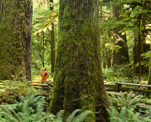Ancient Forest Alliance campaigner and photographer TJ Watt stands amongst giant trees along a trail in Cathedral Grove.