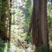 Ancient Forest Alliance's (AFA) Jackie Korn stands amongst incredible old-growth redcedar trees in proposed cutblock 4412 in the Central Walbran Ancient Forest.