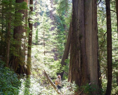 Ancient Forest Alliance's (AFA) Jackie Korn stands amongst incredible old-growth redcedar trees in proposed cutblock 4412 in the Central Walbran Ancient Forest.