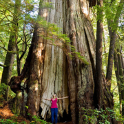 The Cheewhat Giant is over 6 meters (20 feet) in trunk diameter