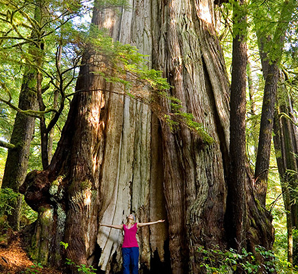 The Cheewhat Giant is over 6 meters (20 feet) in trunk diameter