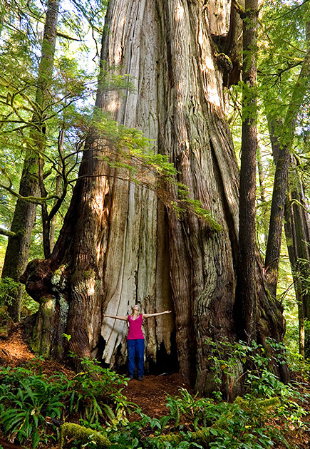 The Cheewhat Giant is over 6 meters (20 feet) in trunk diameter