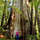 The Cheewhat Giant is over 6 meters (20 feet) in trunk diameter