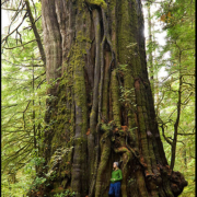Canada’s largest tree