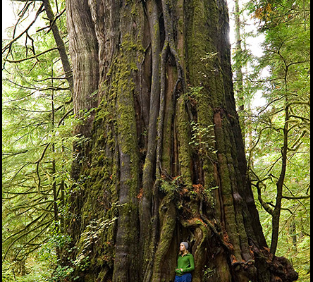 Canada’s largest tree