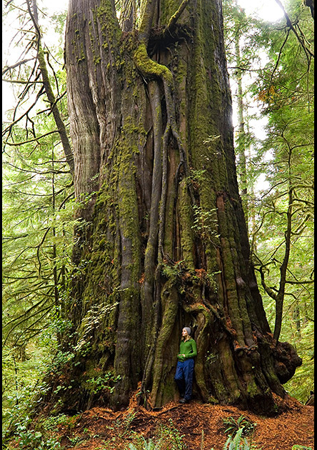 Canada’s largest tree