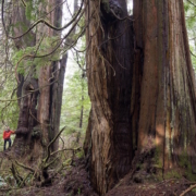 One of several monumental western redcedars located in Jurassic Grove.