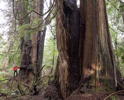 One of several monumental western redcedars located in Jurassic Grove.