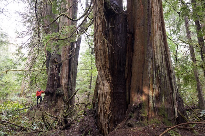 One of several monumental western redcedars located in Jurassic Grove.