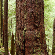The Clark Giant