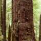 The Clark Giant