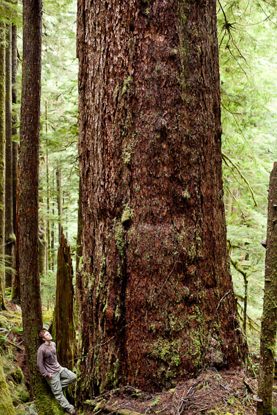 The Clark Giant