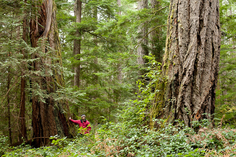 Concerned local citizen Oliver H. stands near large old-growth Douglas-fir trees in the endangered forests of Cortes Island.