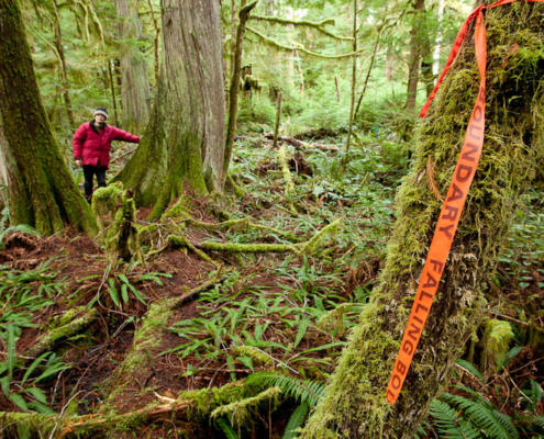 Flagging tape marked "Falling Boundary" in a threatened area of mature forest of Cortes Island.