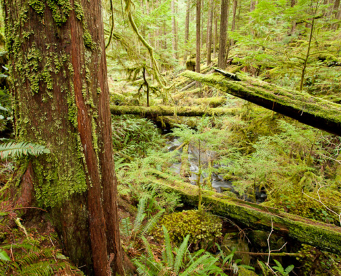 Children's Forest - Cortes Island