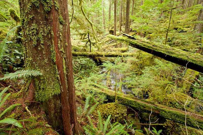 Children's Forest - Cortes Island