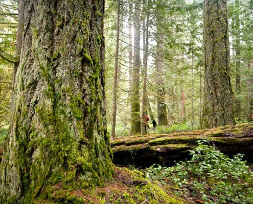 Old-growth Douglas-fir trees in the Squirrel Cove Ancient Forest on Cortes Island.