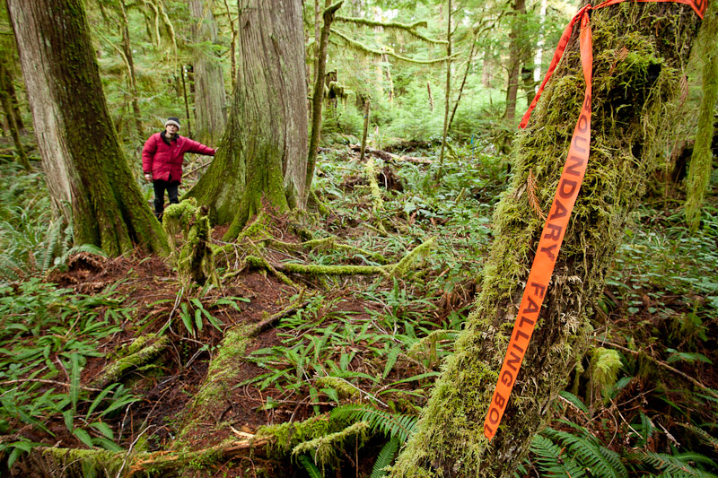 Flagging tape marked "Falling Boundary" in a threatened area of mature forest of Cortes Island.