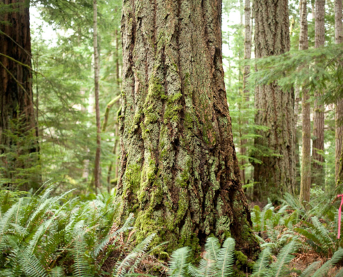 Old-growth Douglas-fir trees on Cortes Island.