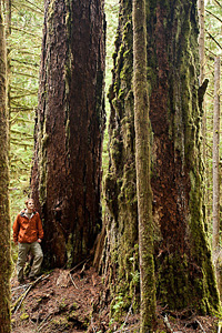 AFA photographer TJ Watt stands beside two large old-growth Douglas-fir trees in the Children's Forest along James Creek on Cortes Island.