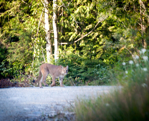A rare photo of a cougar captured in the endangered Walbran Valley through the front window of AFA photographer TJ Watt's car.