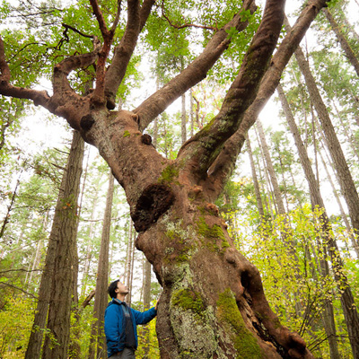 AFA's Ken Wu stands beside a giant Arbutus tree on unused DND lands along Ocean Boulevard near Fort Rodd National Historic Park