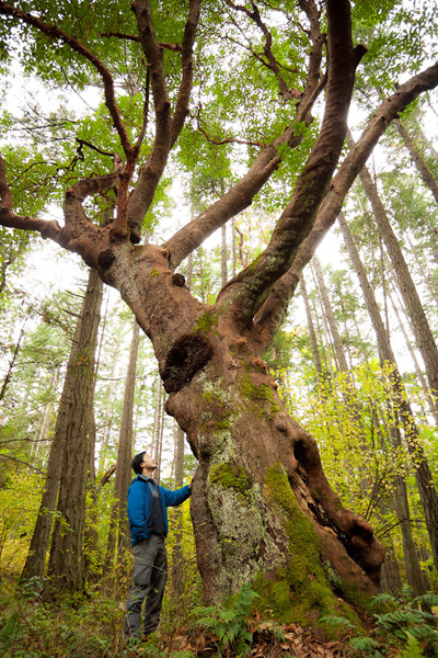 AFA's Ken Wu stands beside a giant Arbutus tree on unused DND lands along Ocean Boulevard near Fort Rodd National Historic Park