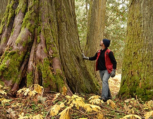 Some of the red cedars here are estimated to be over 1000 years old.